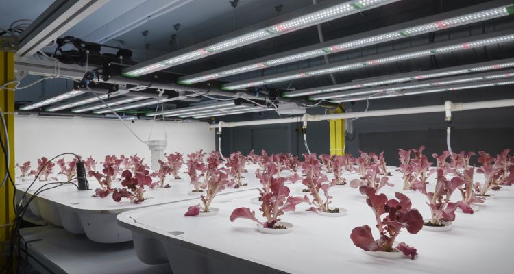 iluminación led para la horticultura