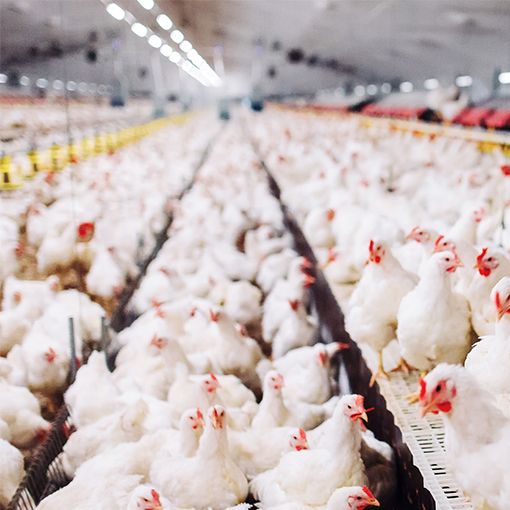Luminarias diseñadas con el mercado avícola en mente. Con un grado de protección IP67, su diseño está optimizado para uso en granjas avícolas.