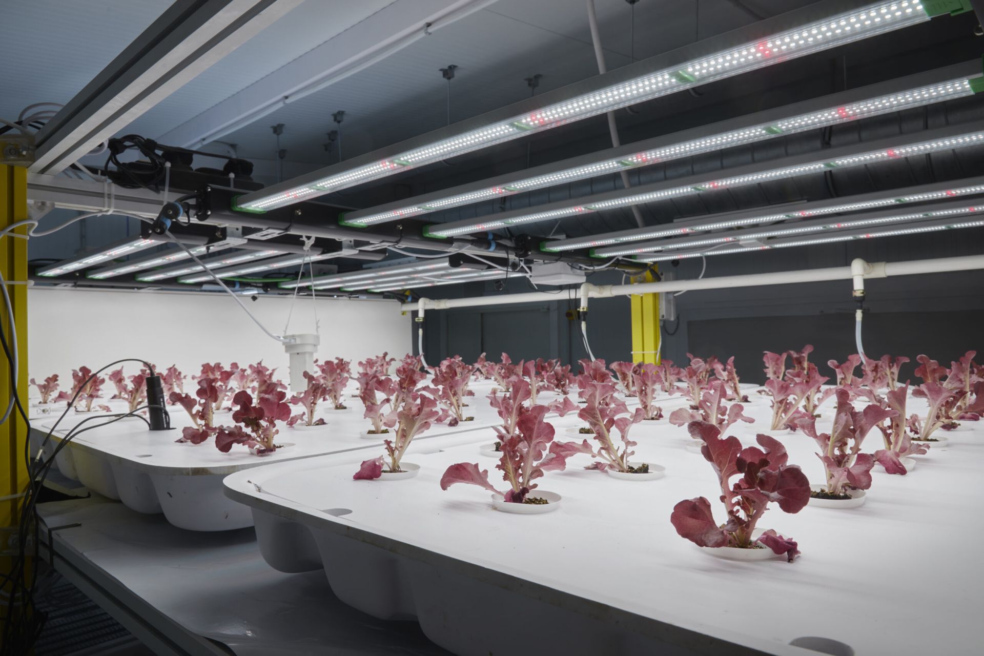 iluminación led para la horticultura