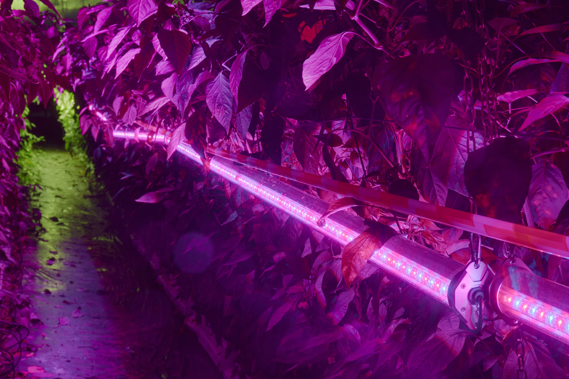 Iluminacion led para proyectos de horticultura