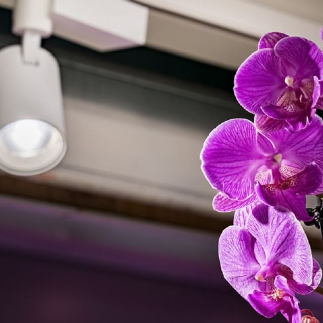 iluminacion escaparate floristeria