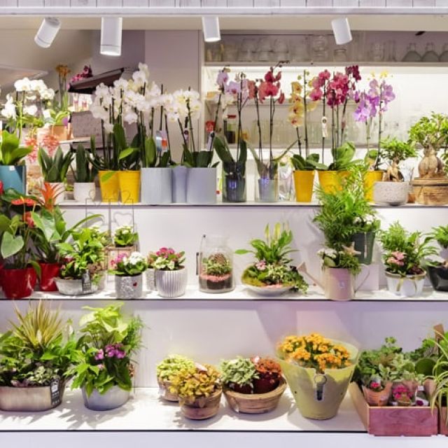 iluminacion en una floristeria