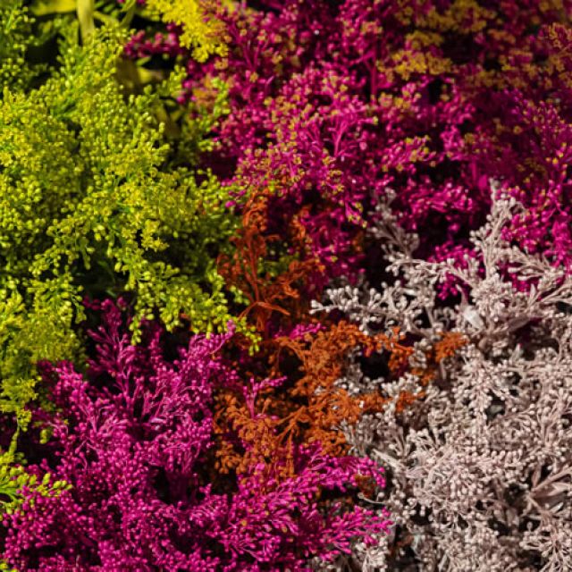 buena iluminacion floristeria